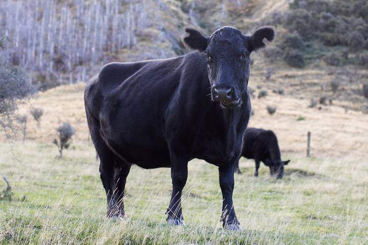 Angus is one of the best Canadian cattle breeds.