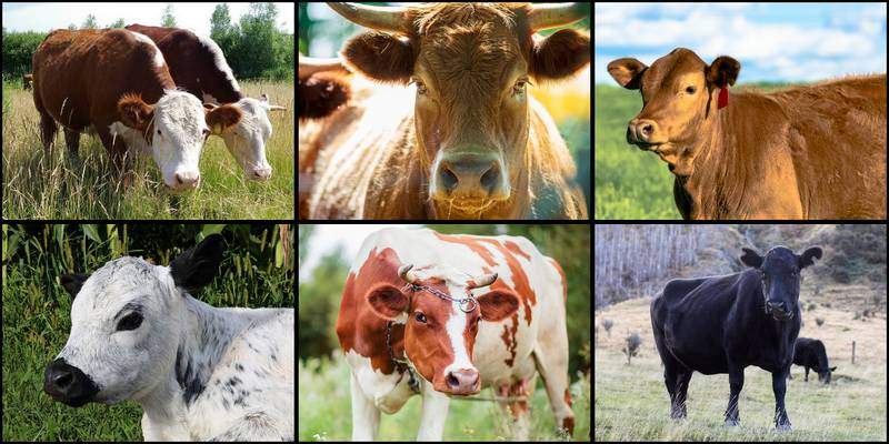 The best breeds of cattle in Canada include Hereford, Simmental, and Angus.