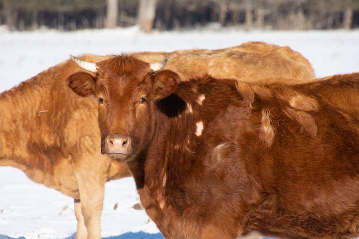 Canadienne is one of the best Canadian cattle breeds.