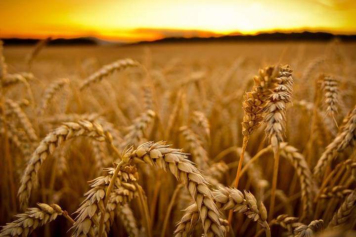 The best Canadian farms should prioritize yield, quality, and range.
